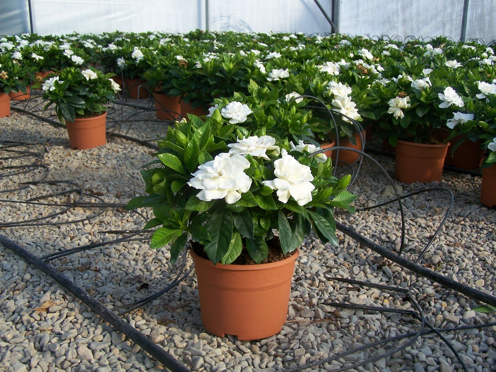 Cmo Cuidar Plantas De Gardenia En Interiores